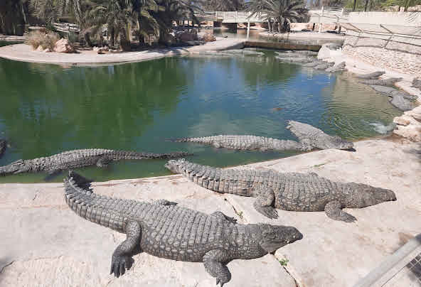 ferme-au-crocodile